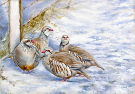 Red Legged Partridges oil painting